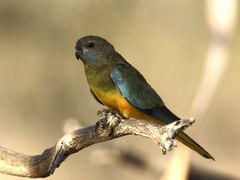 Scarlet-Chested Parrot photo 5