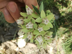 Asclepias auriculata