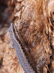 Trachylepis spilogaster