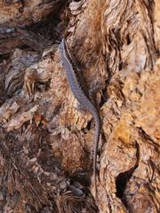 Trachylepis spilogaster