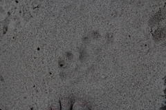 Aonyx capensis capensis