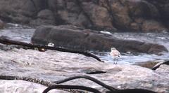 Charadrius marginatus marginatus