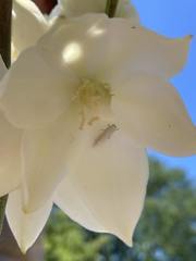 Tegeticula yuccasella