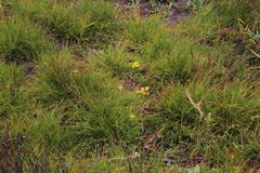 Sebaea ambigua