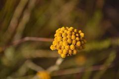 Helichrysum anomalum