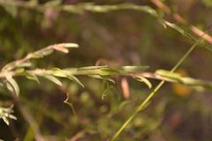 Helichrysum anomalum