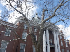 Platanus occidentalis