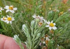 Thaminophyllum multiflorum