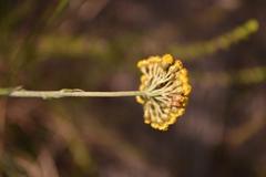Helichrysum anomalum