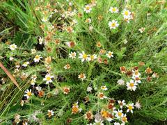 Thaminophyllum multiflorum