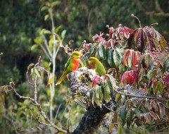 Yellow-Billed Lorikeet photo 2