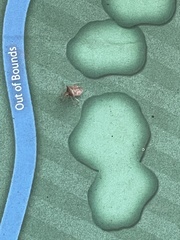 Dendrocoris humeralis