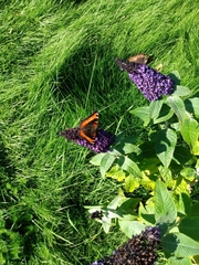 Aglais milberti viola