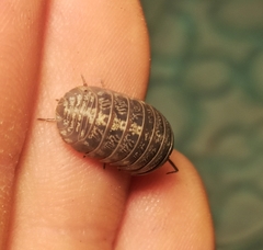 Armadillidium opacum