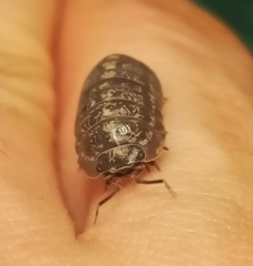 Armadillidium opacum