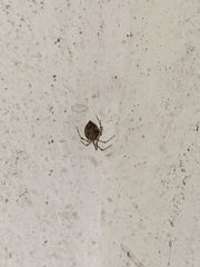 Parasteatoda tepidariorum