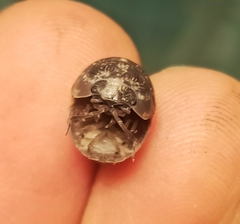 Armadillidium opacum