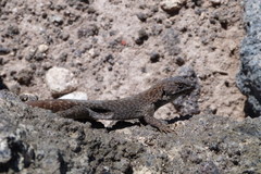 Liolaemus austromendocinus