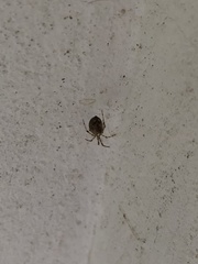 Parasteatoda tepidariorum