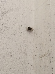 Parasteatoda tepidariorum