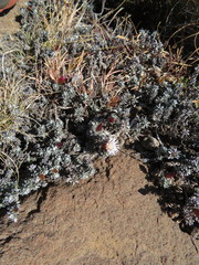 Helichrysum retortoides