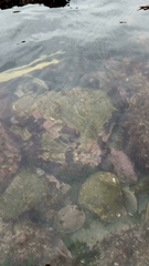 Lithophyllum incrustans