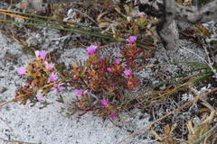 Lampranthus tenuifolius
