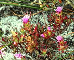 Lampranthus tenuifolius