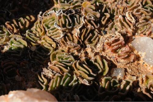 Crassula susannae