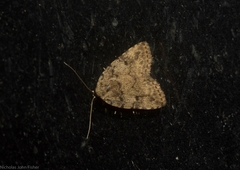 Tolpia conscitulana