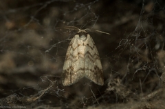 Thallarcha leptographa
