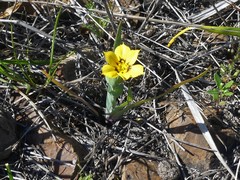 Sisyrinchium graminifolium