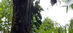 Monstera siltepecana