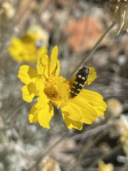 Acmaeodera alicia