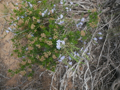 Scaevola linearis