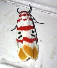 Cyana bellissima