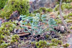 Gethyllis oligophylla