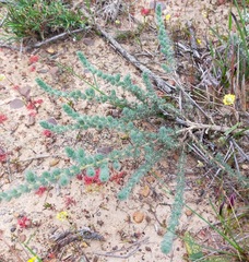 Sericeae