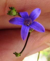 Siphocodon spartioides