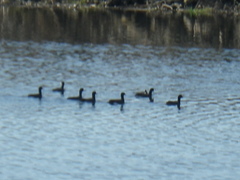 Fulica americana americana