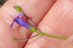 Siphocodon spartioides