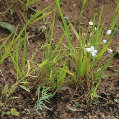 Gypsophila elegans