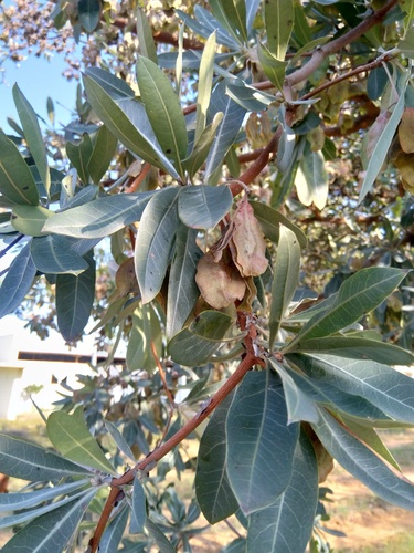 Terminalia sericea image