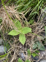 Erythranthe cardinalis