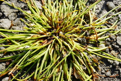 Cyperus pannonicus