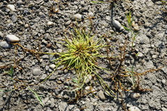 Cyperus pannonicus