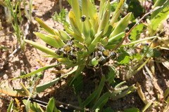 Ferraria parva