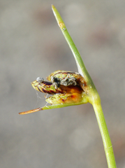Cyperus pannonicus