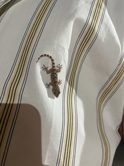 Tarentola mauritanica