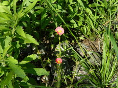 Portulaca cryptopetala